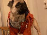 3 Aylık pug Dişi