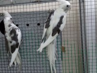 Sezon başı damızlık sultan papağanı