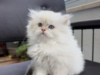 British longhair by1133 anne baba şecereli yavru