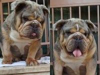ORJİNAL İRK YETİŞKİN INGILIZ BULLDOG