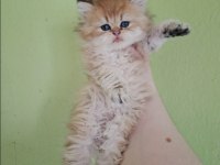 British Longhair Kedisi