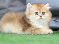 Anne Baba Şecereli Safkan Golden British Longhair Dişi
