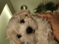 Özel Şartlarla Sahiplendirilecek Maltese Terrier