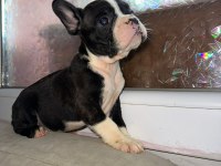 FRENCH BULLDOG GÜZELLİKLER