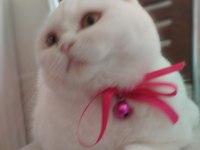 Güzel kızım yeni ailesini bekliyor scottish fold
