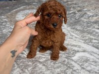 KOYU RENK TOY POODLE YAVRULARI 