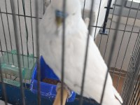 Kuşlar Üste para verilir ve Takas Olur