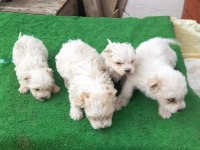 MİNİ MALTESE TERRİER YAVRULARI