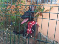 3 buçuk aylık dişi belçika kurdu
