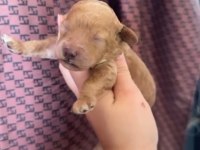 Safkan Toy poodle yavrular