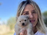 Pomeranian Yavruları