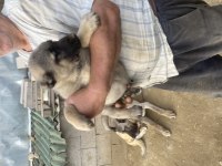 Dev Kangal Yavruları
