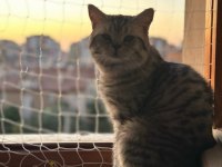 British shorthair oğluma dişi arıyorum