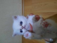 İran yavru kedi
