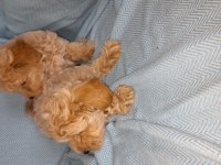Dünya tatlısı maltipoo bebekler