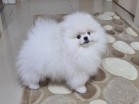 ÜST KALİTE POMERANİAN BOO ERKEK