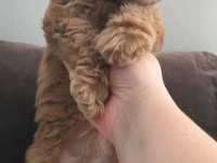Dişi toy poodle