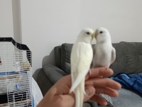 5 aylık eş renk güzeli oyuncu muhabbet kuşu yavrular