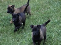 Yurtdışı Kan Hattı Belçika Malinois Yavrular