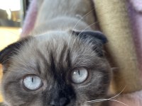 1.5 yaşında çok acil scottish fold