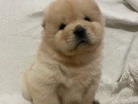Chow chow köpeği yavrular
