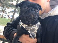 SAHİBİNDEN ÜCRETLİ DİŞİ PUG DAHA BİR YAŞINDA