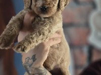 Ruhsatlı Çiftliğimizden dev poodle yavruları