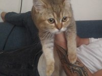 6 aylık erkek british shorthair
