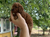 2.5 aylık toy poodle