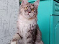 Maine coon dişi kedimiz