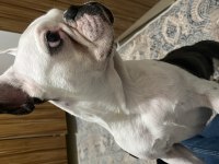 Sevimli french bulldog köpeğimiz miya