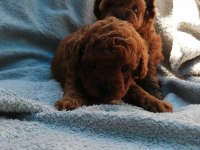 Teddy face poodle