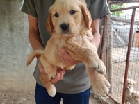 Dişi 43 günlük golden retriever