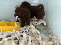 Çok özel çikolata toy poodle yavrularımız