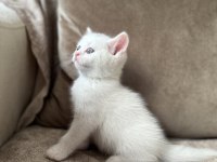 Beyaz Erkek British shorthair
