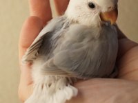 Bebek sevda papağanlar ele alıştırmalık