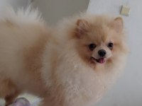 8 Aylık Dişi Pomeranian Uyguna