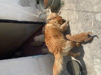 Yavru Golden Retriever