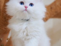 British longhair kedisi beyaz