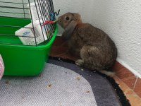 Hollanda Lop Tavşanı Dişi Kafes Sülük Hepsi Dahil