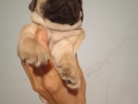 Pug mops yavrularımız