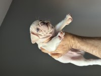İzmir french bulldog köpekler