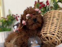 Poodle bebekler