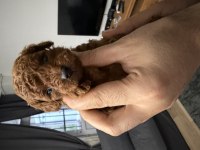 Anne Altından Red Brown Toy Poodle