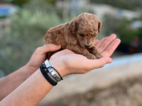 SAFKAN, SAGLIK VE IRK GARANTILI 1 AYLIK TOY POODLE YAVRULAR