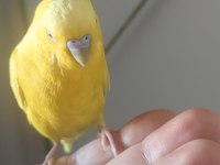 Muhabbet kuşu kafesiyle birlikte