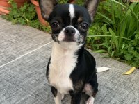 Tea cup chihuahua oğluma eş arıyorum