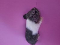Sheltie guinea pig yavrumuz