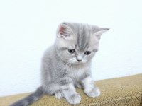 2 Aylık Orjinal British Shorthair