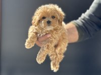 Show Kalite Tea Cup Kore Maltipoo Yavrularımız